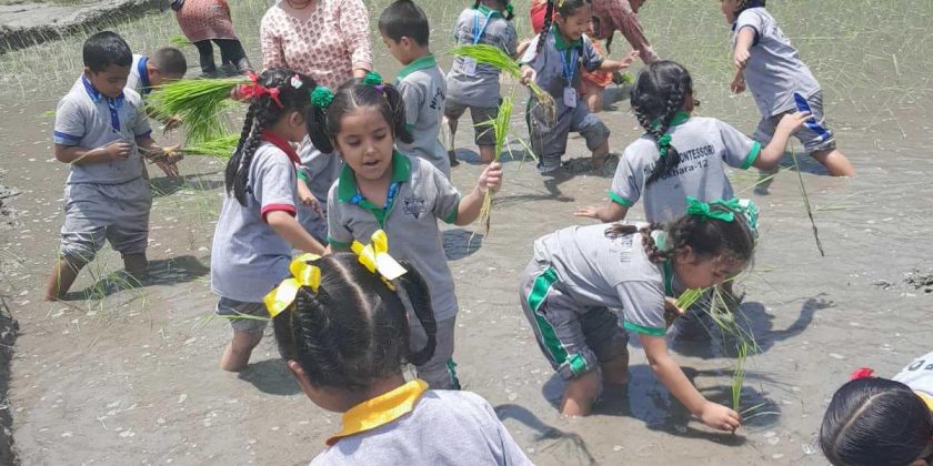 Paddy Fields Planting